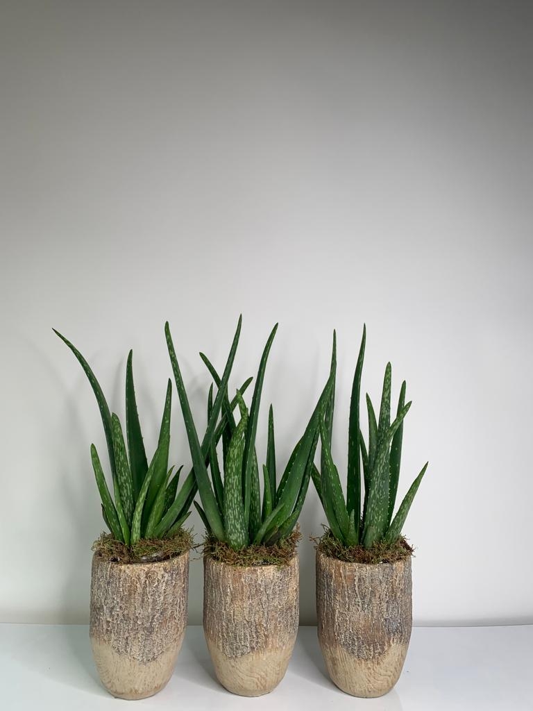 Aloe Vera Plant Clay Pot