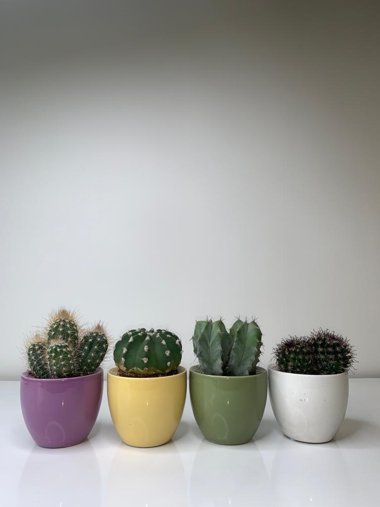 Cacti Plants