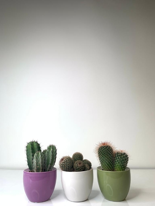 Cacti Plants