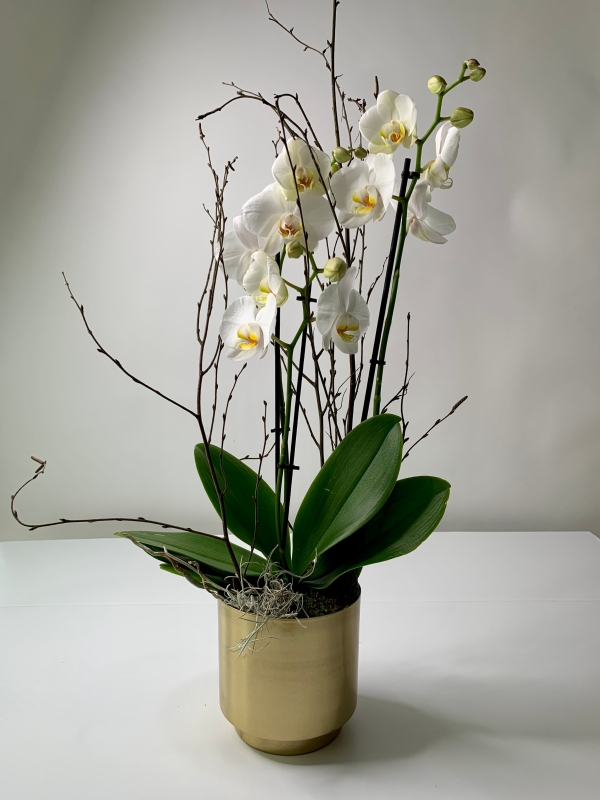 Double Stemmed Phalaenopsis Orchid Plant in Gold Stand Pot