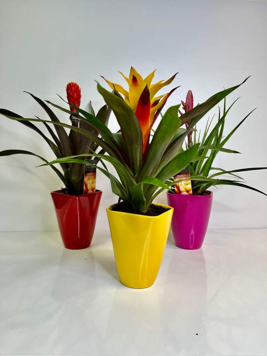 Guzmania Plant