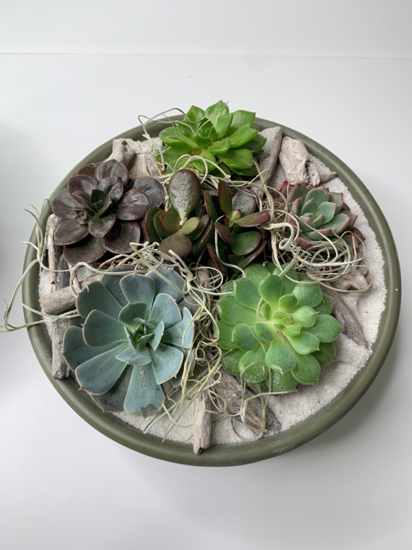 Mixed Succulent Planter