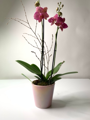 Phalaenopsis Orchid Plant