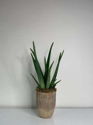 Aloe Vera Plant Clay Pot