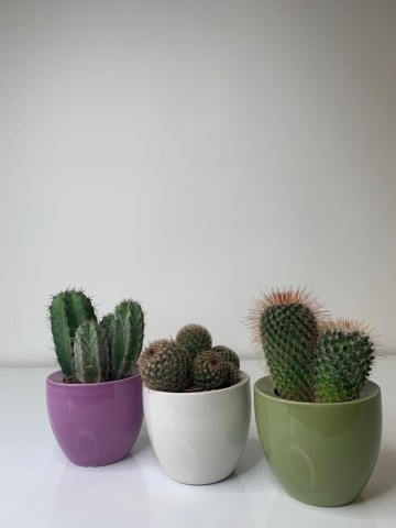 Cacti Plants