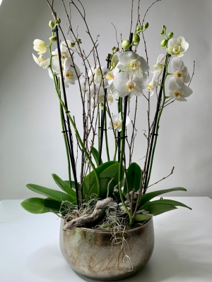Double Stemmed Phalaenopsis Orchid Plant in Bronze Container