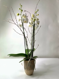Double Stemmed Phalaenopsis Orchid Plant in Clay Pot