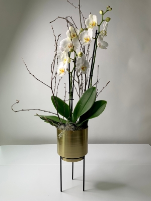 Double Stemmed Phalaenopsis Orchid Plant in Gold Stand Pot