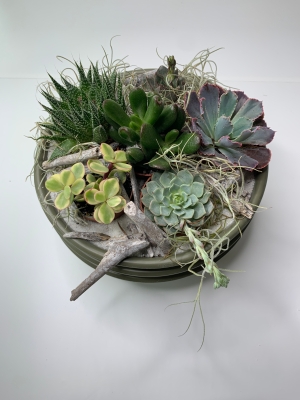 Mixed Succulent Planter