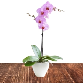 Phalaenopsis Orchid Plant