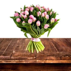 Tulipa