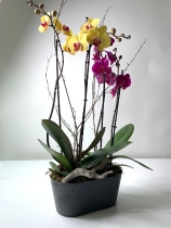 Two Double Stemmed Phalaenopsis Orchids in Zinc Pot