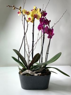 Two Double Stemmed Phalaenopsis Orchids in Zinc Pot